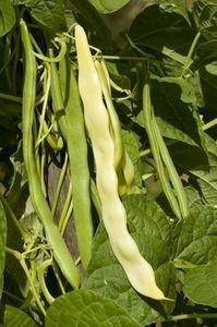 Kentucky Wonder Yellow Wax Beans - beyond organic seeds
