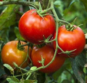 Siberian Heirloom Tomato - beyond organic seeds