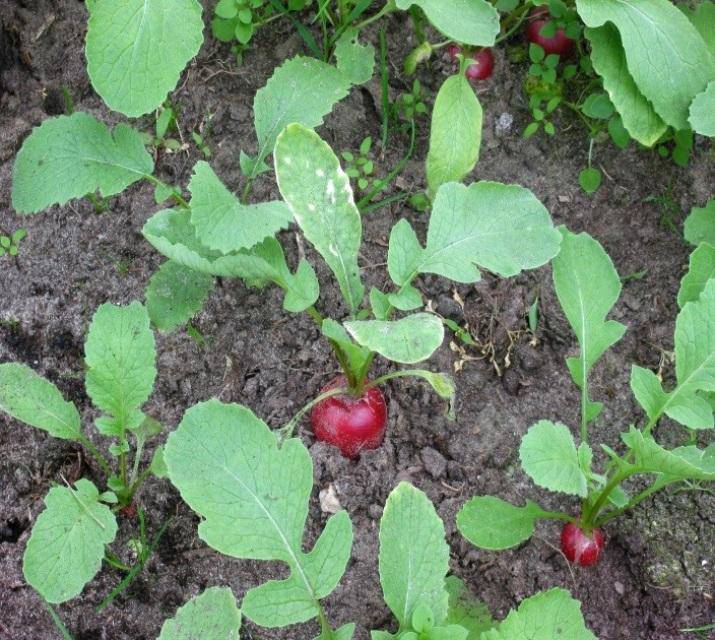 Cherry Belle Radish - beyond organic seeds