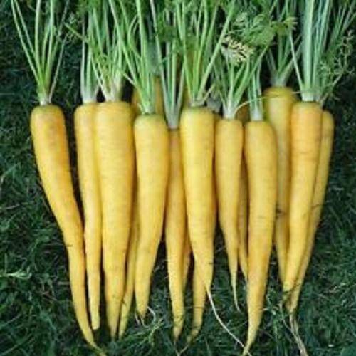 Yellow Solar Carrot - beyond organic seeds