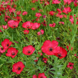Red Scarlet Flax Flowers - beyond organic seeds