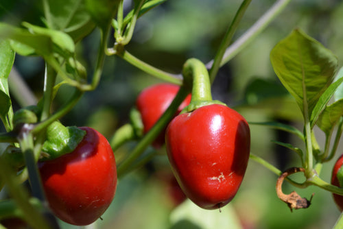 Red cherry hot peppers - beyond organic seeds