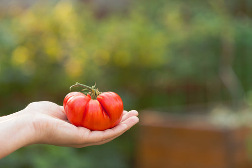 Mushroom Basket Heirloom Tomato - beyond organic seeds