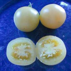 White Cherry Tomato - beyond organic seeds