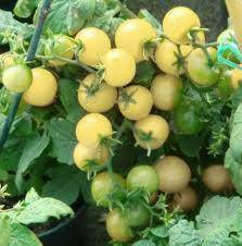 White Cherry Tomato - beyond organic seeds