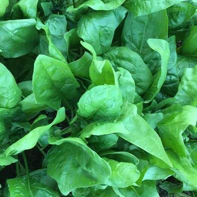 Viroflay Spinach - beyond organic seeds