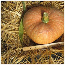 Amish Pie Winter Squash - beyond organic seeds