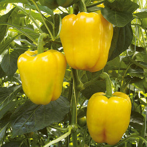 Sunbright Yellow Sweet Bell Pepper - beyond organic seeds