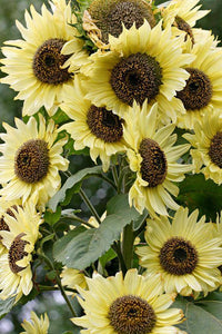 Lemon Queen Sunflower - beyond organic seeds