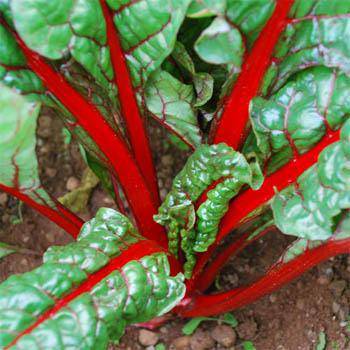 Rudy Red Swiss Chard - beyond organic seeds