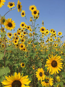 Wild Sunflower Mix - beyond organic seeds