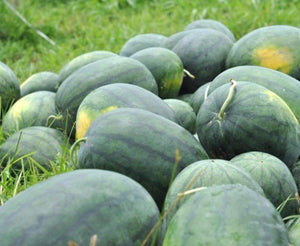 Florida giant watermelon - beyond organic seeds